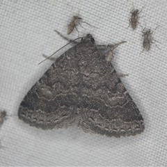 Matigramma pulverilinea