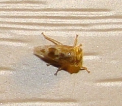Smiliini