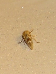 Smiliini