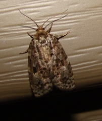 Choristoneura fumiferana