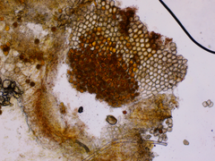 Puccinia symphyti-bromorum