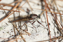 Proctacanthus longus