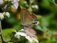 Satyrium ilicis