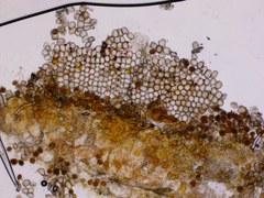 Puccinia symphyti-bromorum