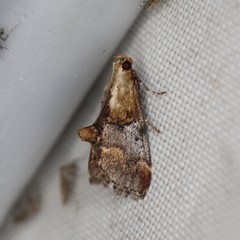 Cacozelia basiochrealis