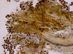 Puccinia symphyti-bromorum