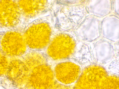 Puccinia symphyti-bromorum