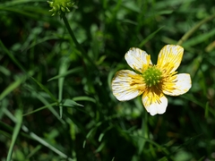 Ranunculus lingua