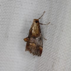 Cacozelia basiochrealis