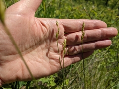 Carex xerantica