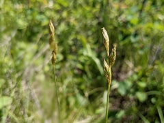 Carex xerantica