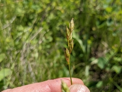 Carex xerantica