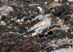 Leucosticte brandti