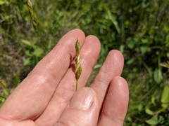 Carex xerantica
