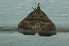 Phalaenostola larentioides