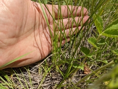 Carex xerantica