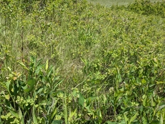 Carex xerantica