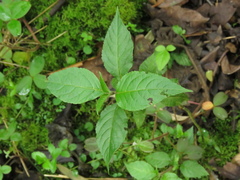 Abatia parviflora