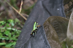 Micropodisma salamandra