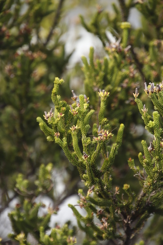 Image of Erica brachialis by (c) Tony Rebelo, some rights reserved (CC BY-SA)