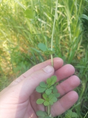 Lotus uliginosus