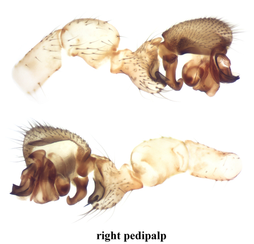 Orange-legged Spider