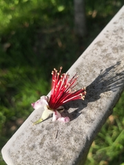 Feijoa