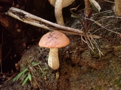 Leccinum monticola