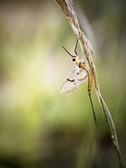 Ephemera danica