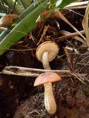 Leccinum monticola