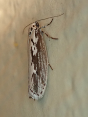 Ethmia semitenebrella
