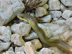 Zamenis lineatus