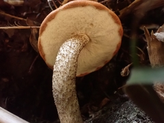 Leccinum monticola