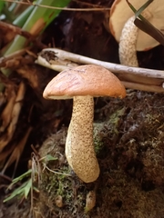 Leccinum monticola