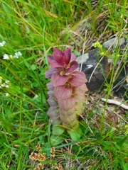 Ajuga pyramidalis