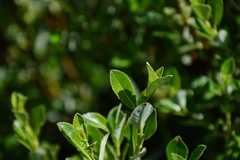 Salix foetida