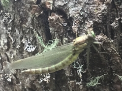 Dromogomphus spinosus