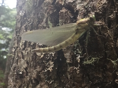 Dromogomphus spinosus