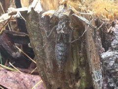 Dromogomphus spinosus