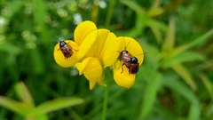 Cryptocephalus bipunctatus