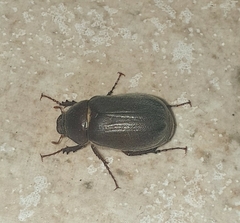 Aplidia transversa transversa