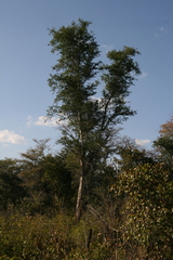 Securidaca longepedunculata