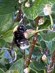 Bombus occidentalis