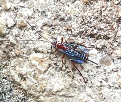 Pimpla marginella