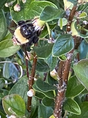 Bombus occidentalis