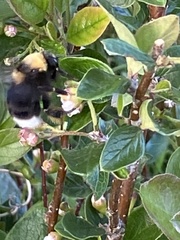 Bombus occidentalis