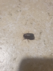 Aplidia transversa transversa