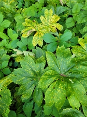 Hydrastis canadensis