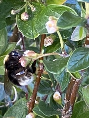 Bombus occidentalis