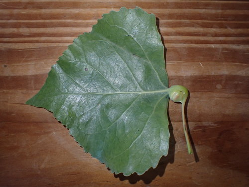 Pemphigus obesinymphae Aoki & Moran, 1994